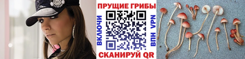 купить наркотики сайты  Серафимович  MEGA как войти  Псилоцибиновые грибы Magic Shrooms 